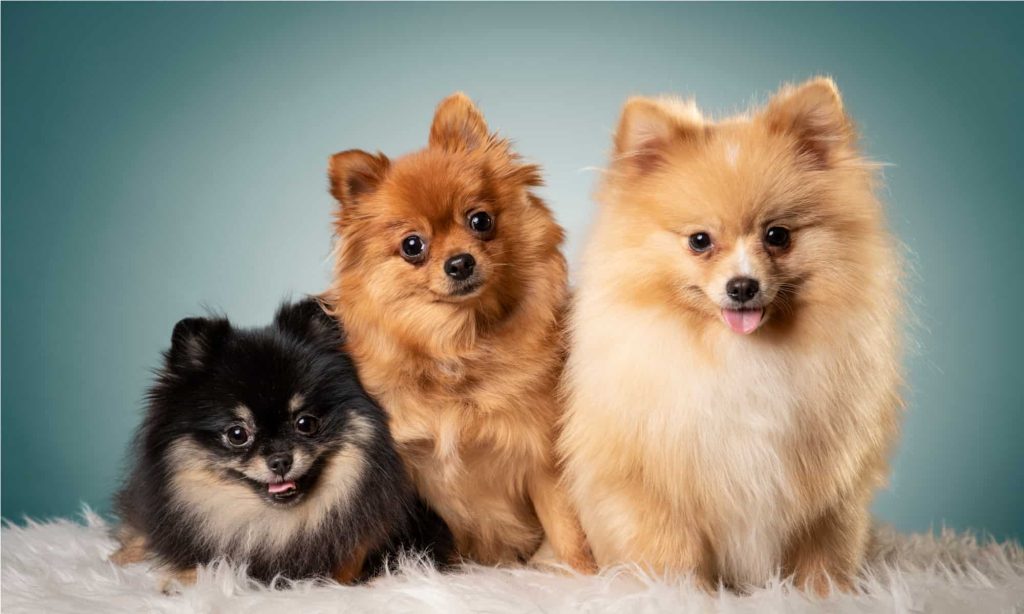 Yorkie food