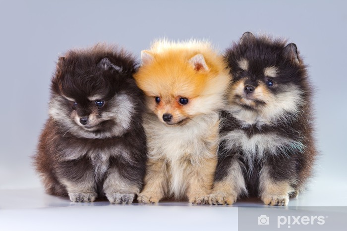 Yorkie trio