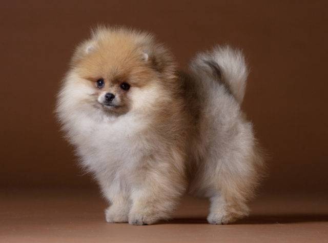 Miniature Yorkie