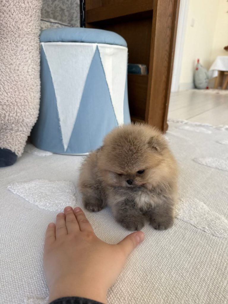 Lola
